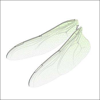 新建图层4,用钢笔工具把蜻蜓翅膀上的花纹连同翅膀边缘部分勾出来(图